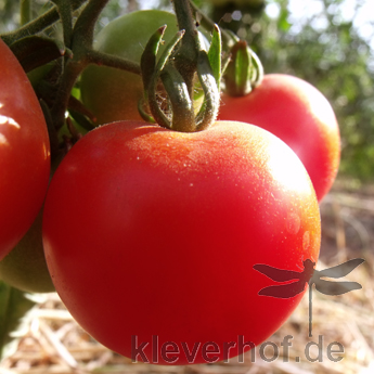 Rote Demeter Tomatenvielfalt