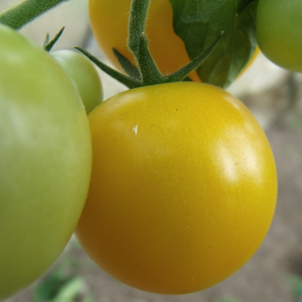 Gelbe Tomatensorte