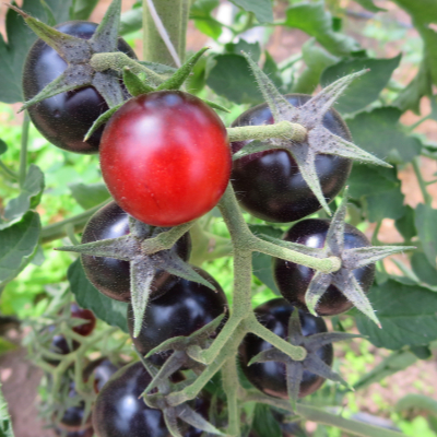 Rot/Blaue Paradeiser