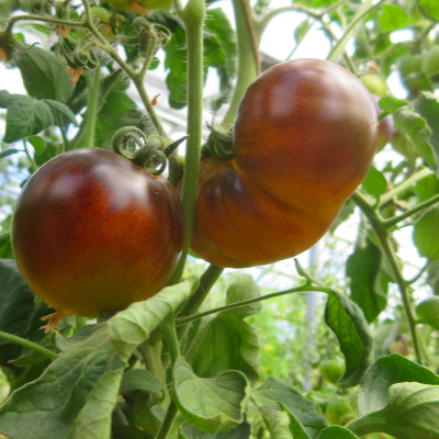 Rote und Braune Tomatenvielfalt mit Geschmack