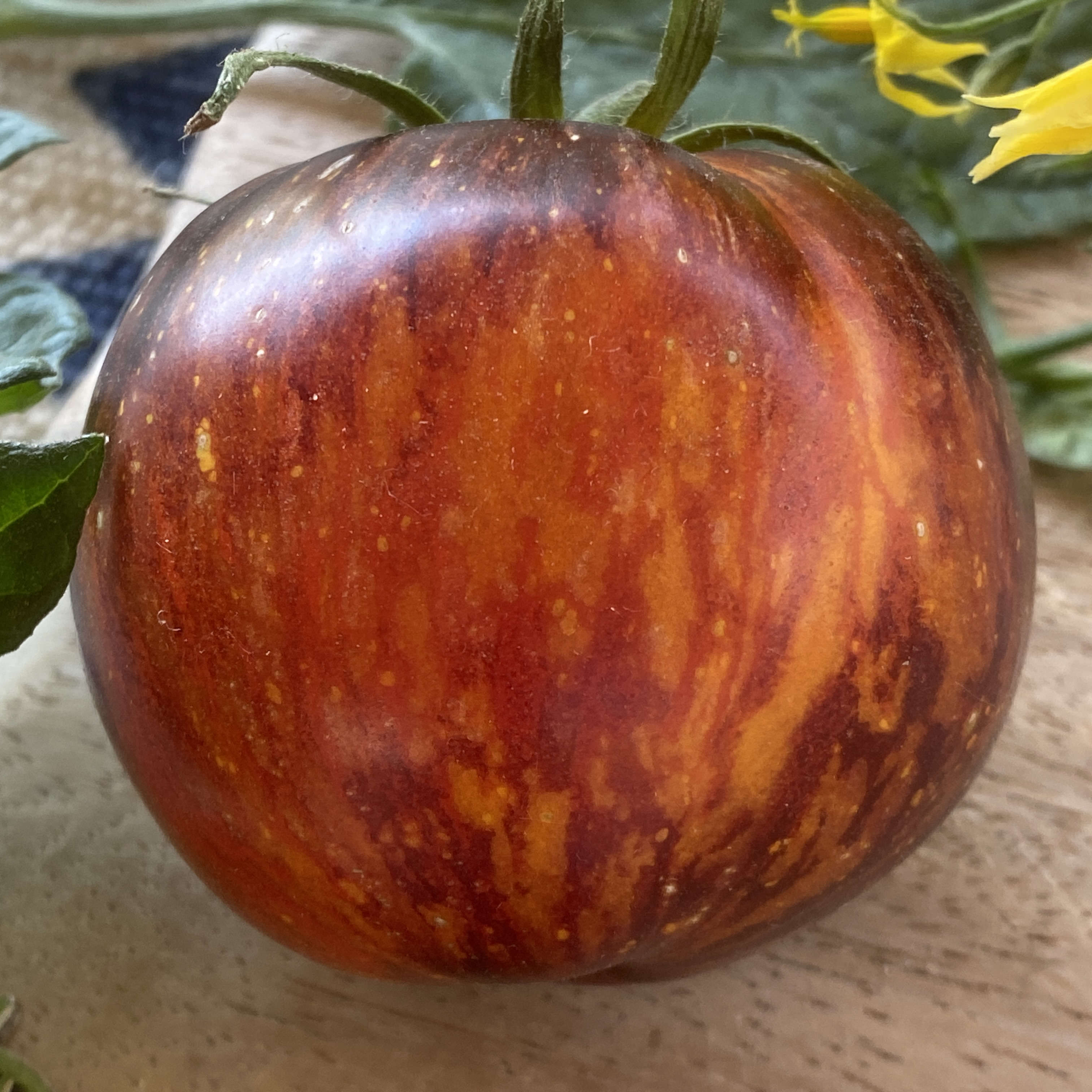 Tomatensaatgut E-Obsidian