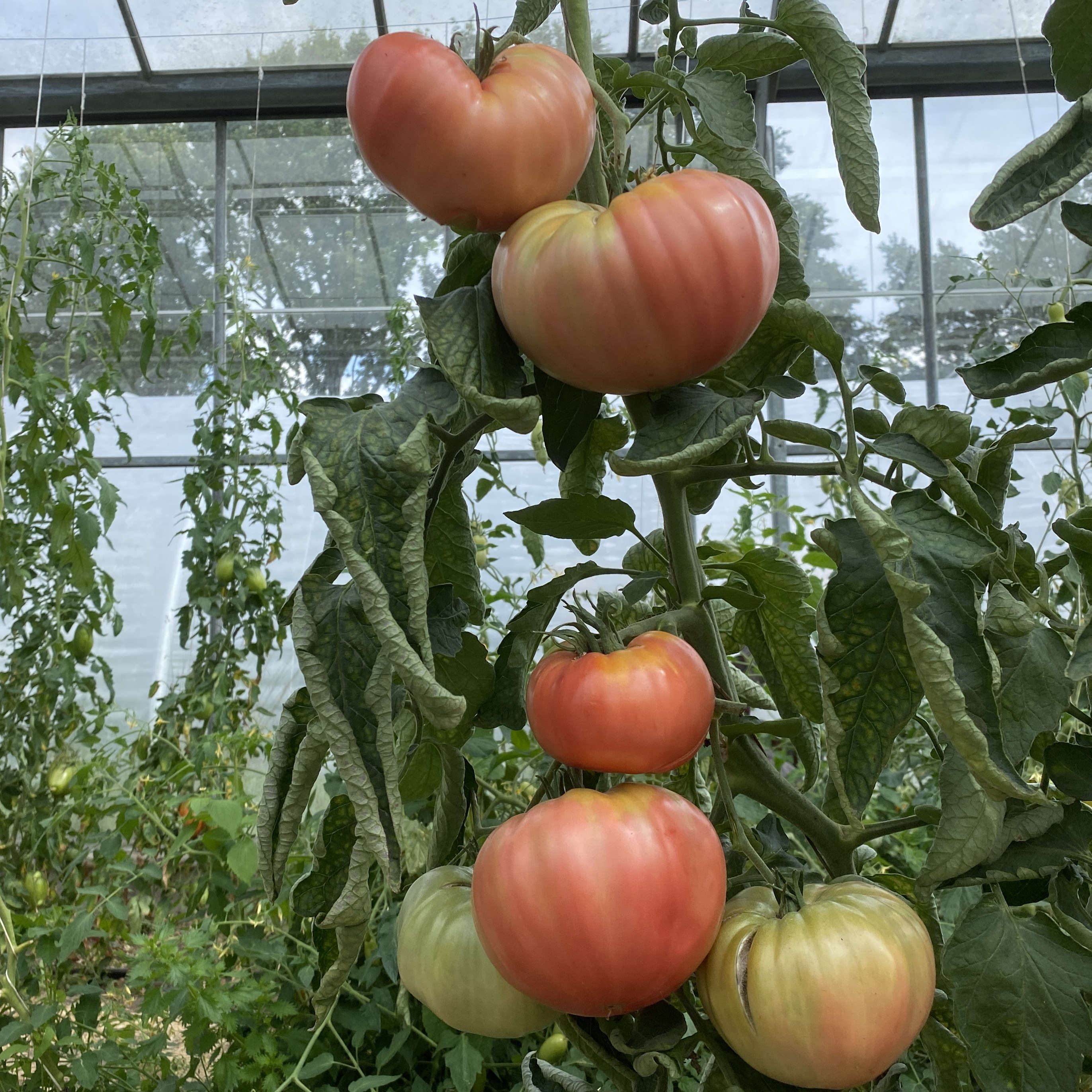 Tomatensaatgut Bulgarische Rosa Riesen