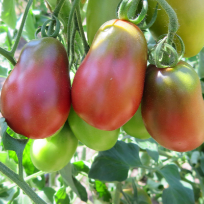 Rot/Schwarze Birnen  Demeter Tomate