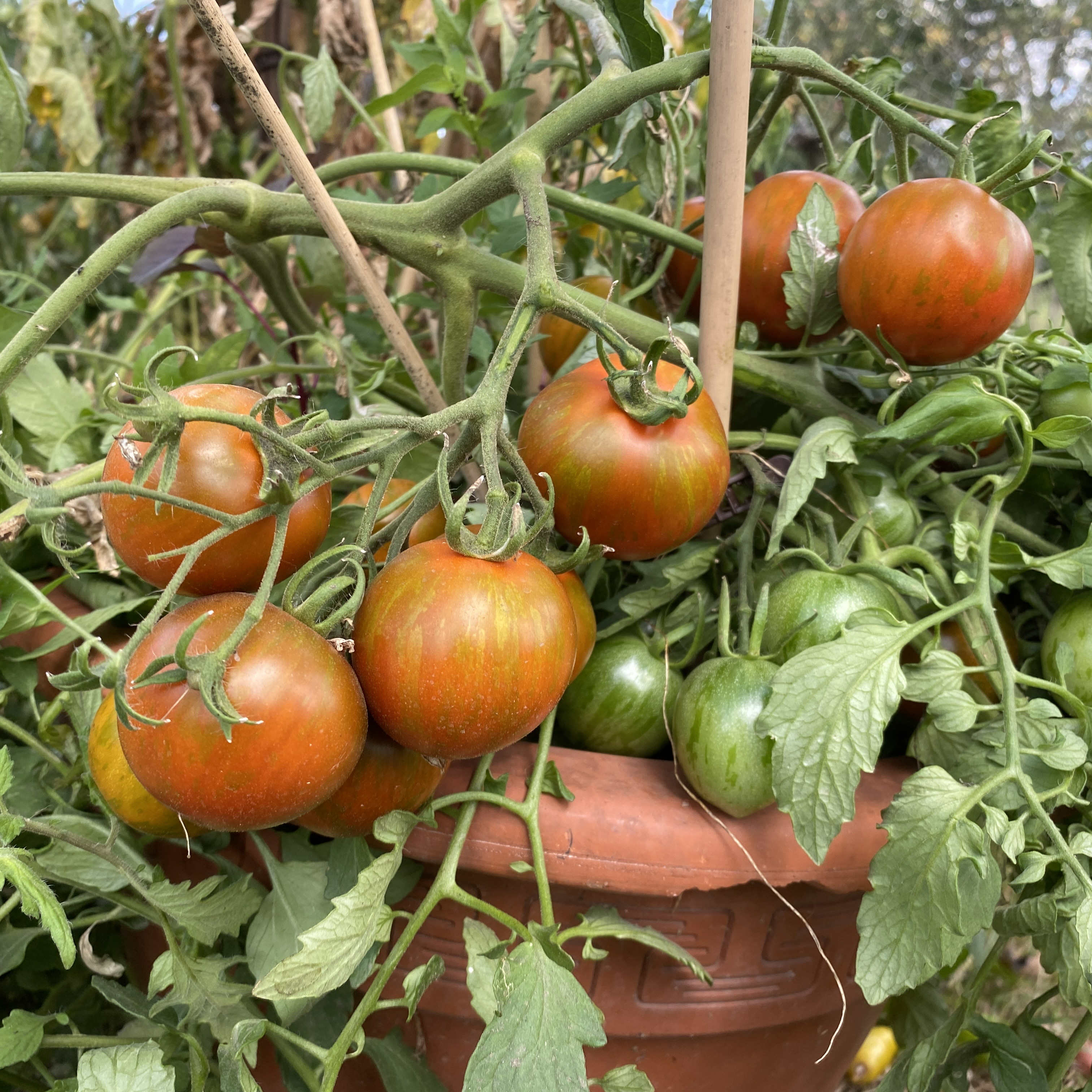 Tomatensaatgut Rambling Red Stripe