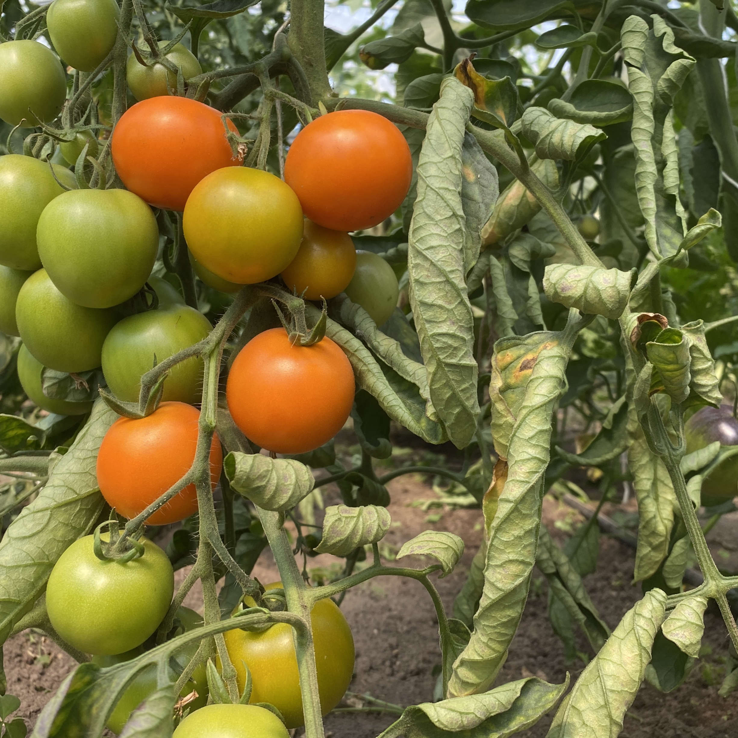Tomatensaatgut Sungella