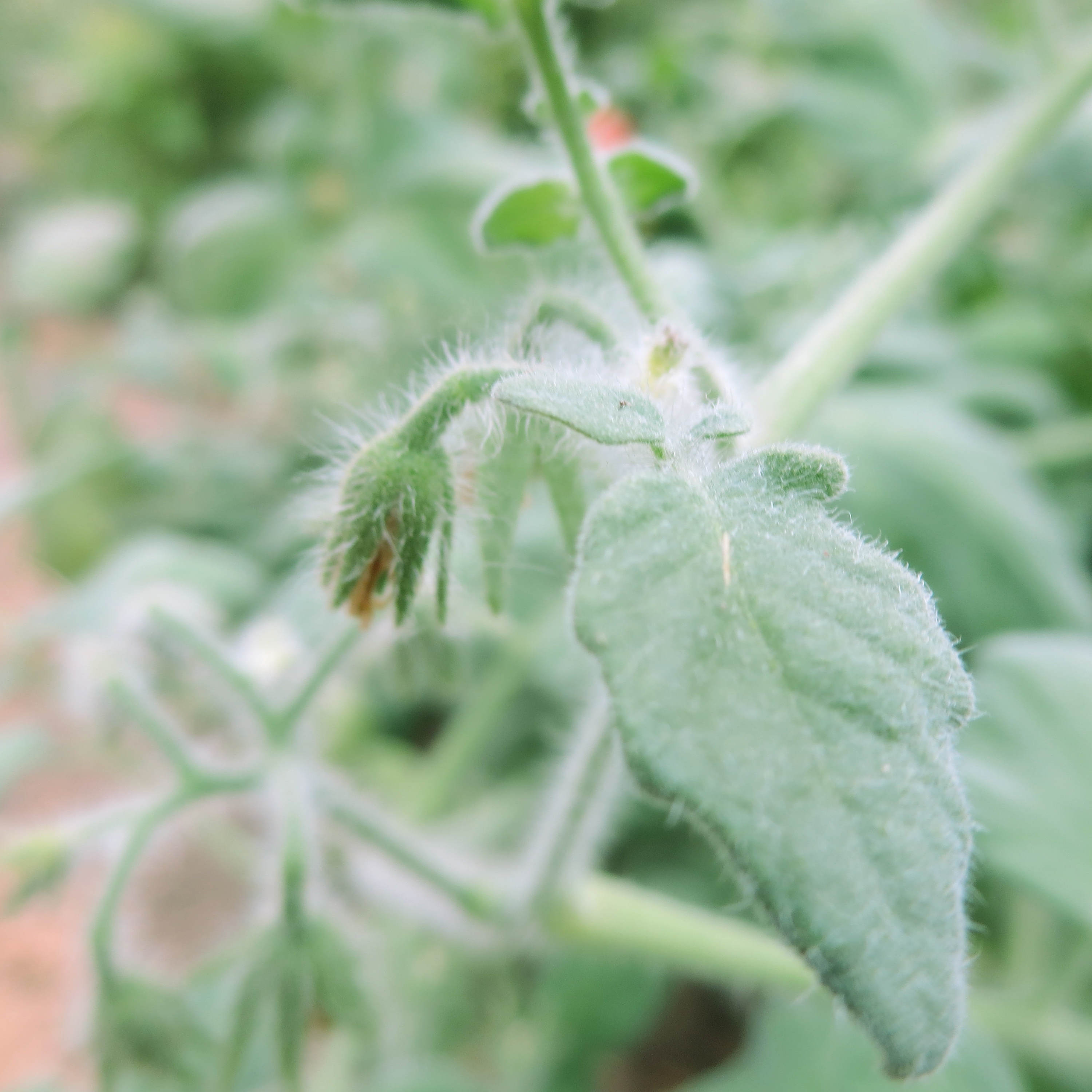 Tomatensaatgut Hygora