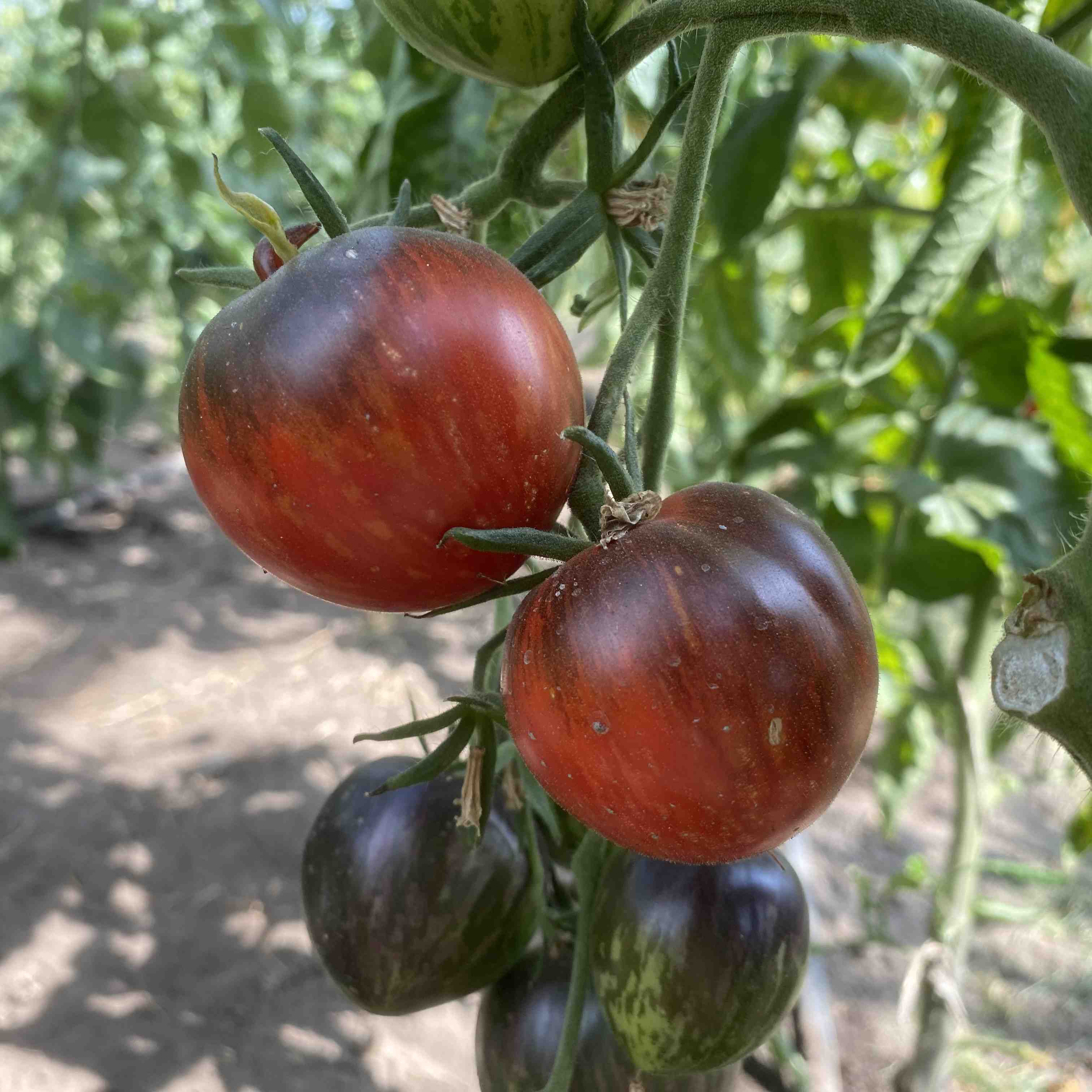 Tomatensaatgut Kaleidoscopic Jewel