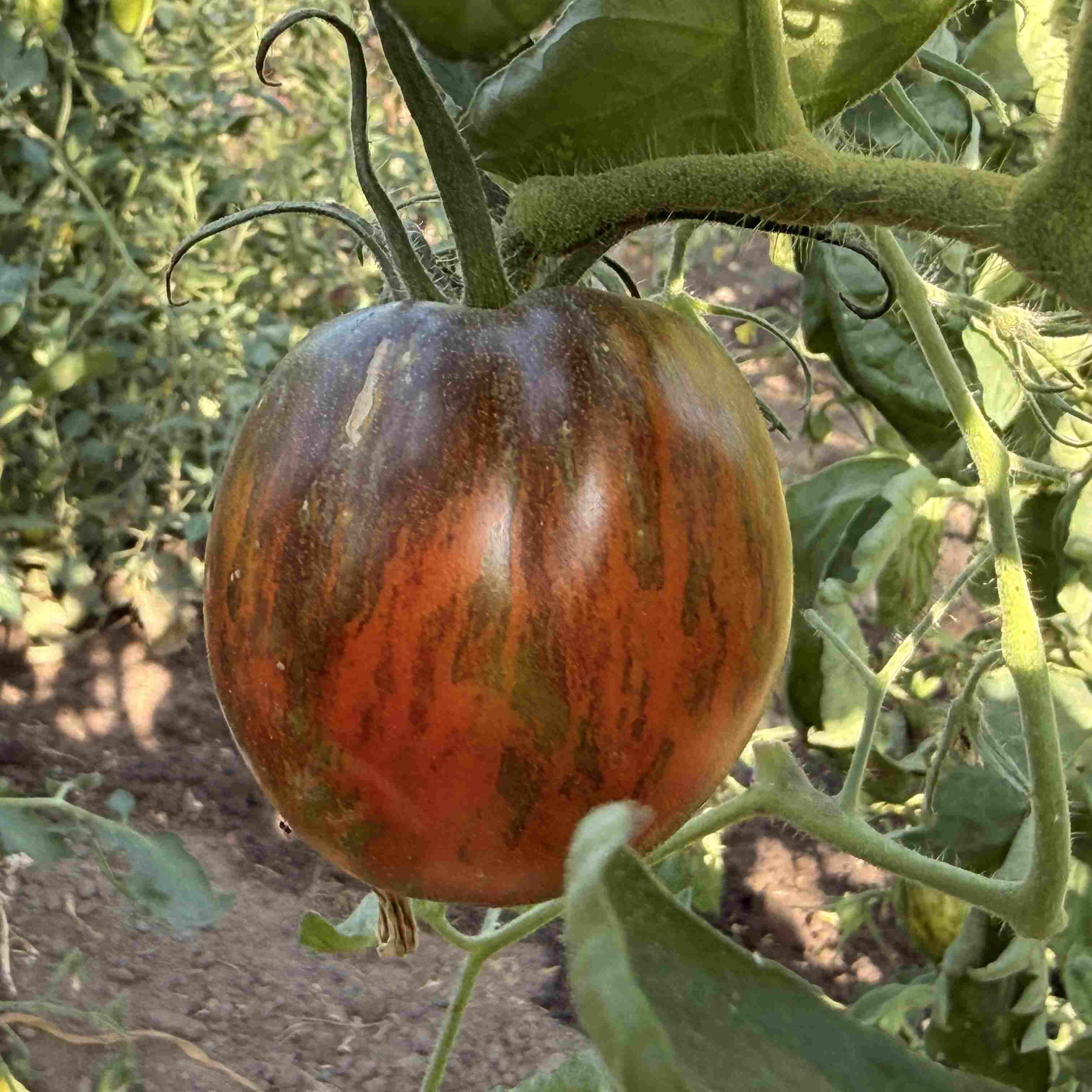 Tomatensaatgut E-Swamp