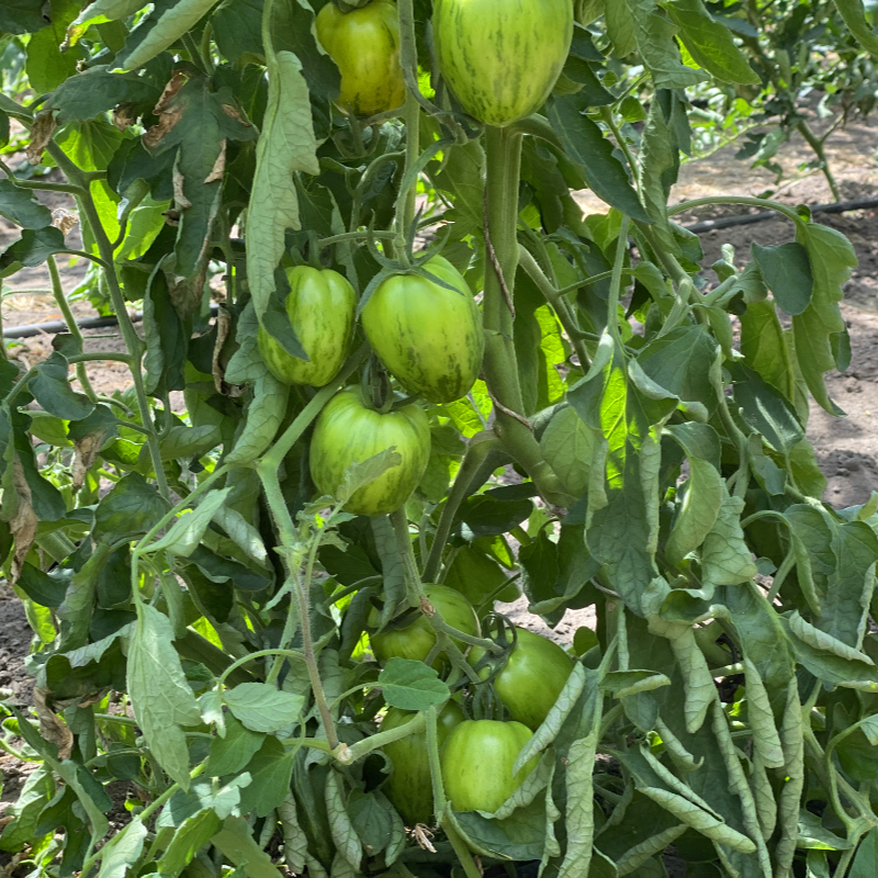 Grüne Tomate