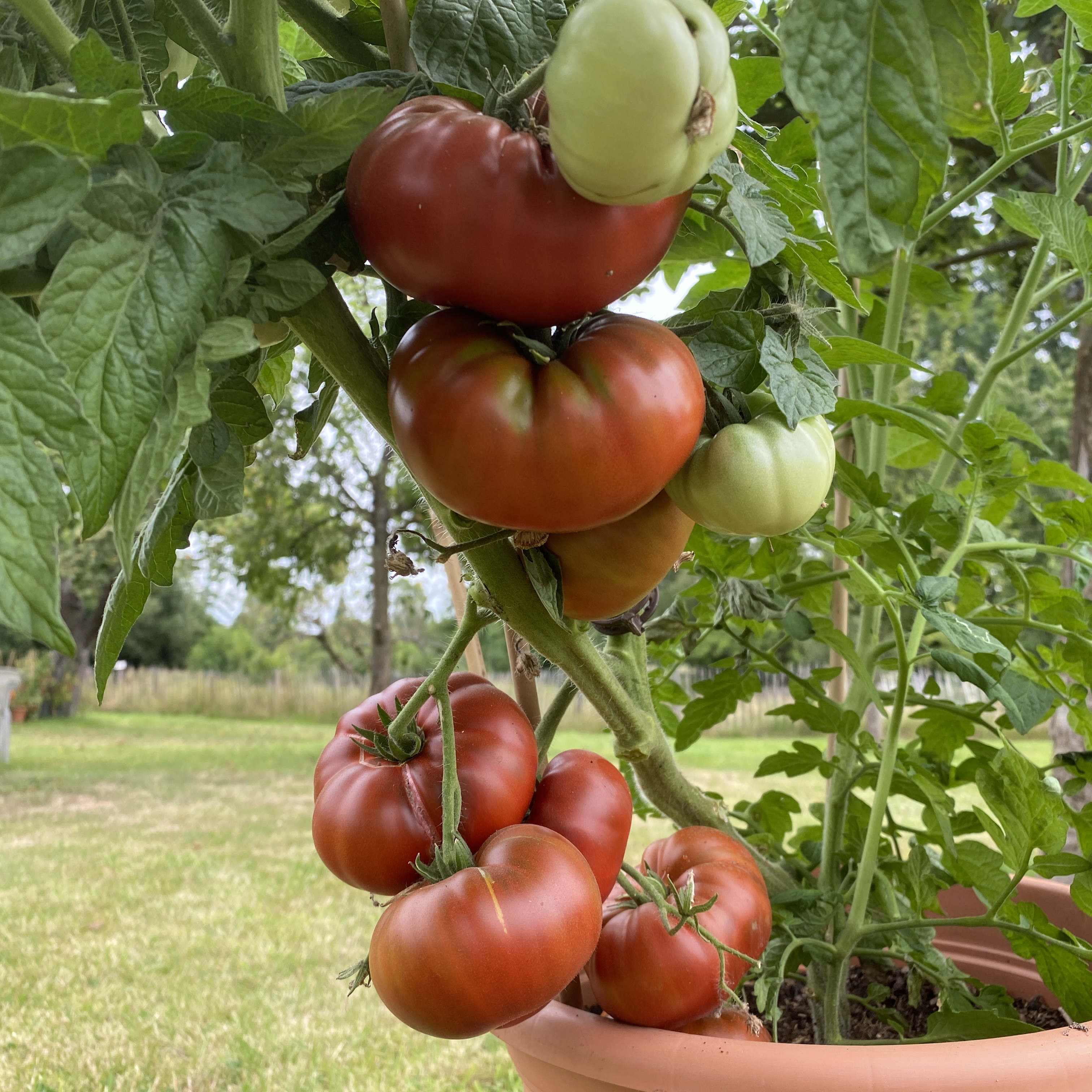 Tomatensaatgut Tasmanian Chocolate