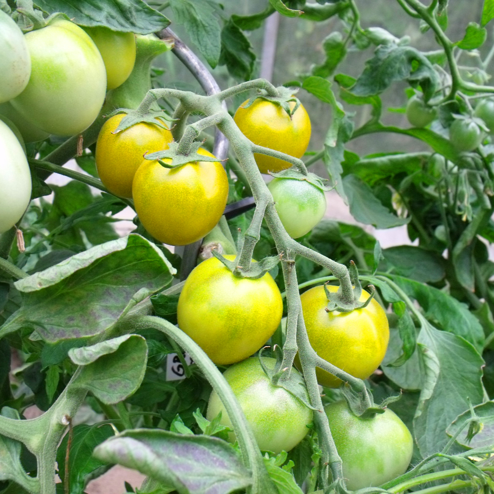 Gelb Grüngestreifte Tomate