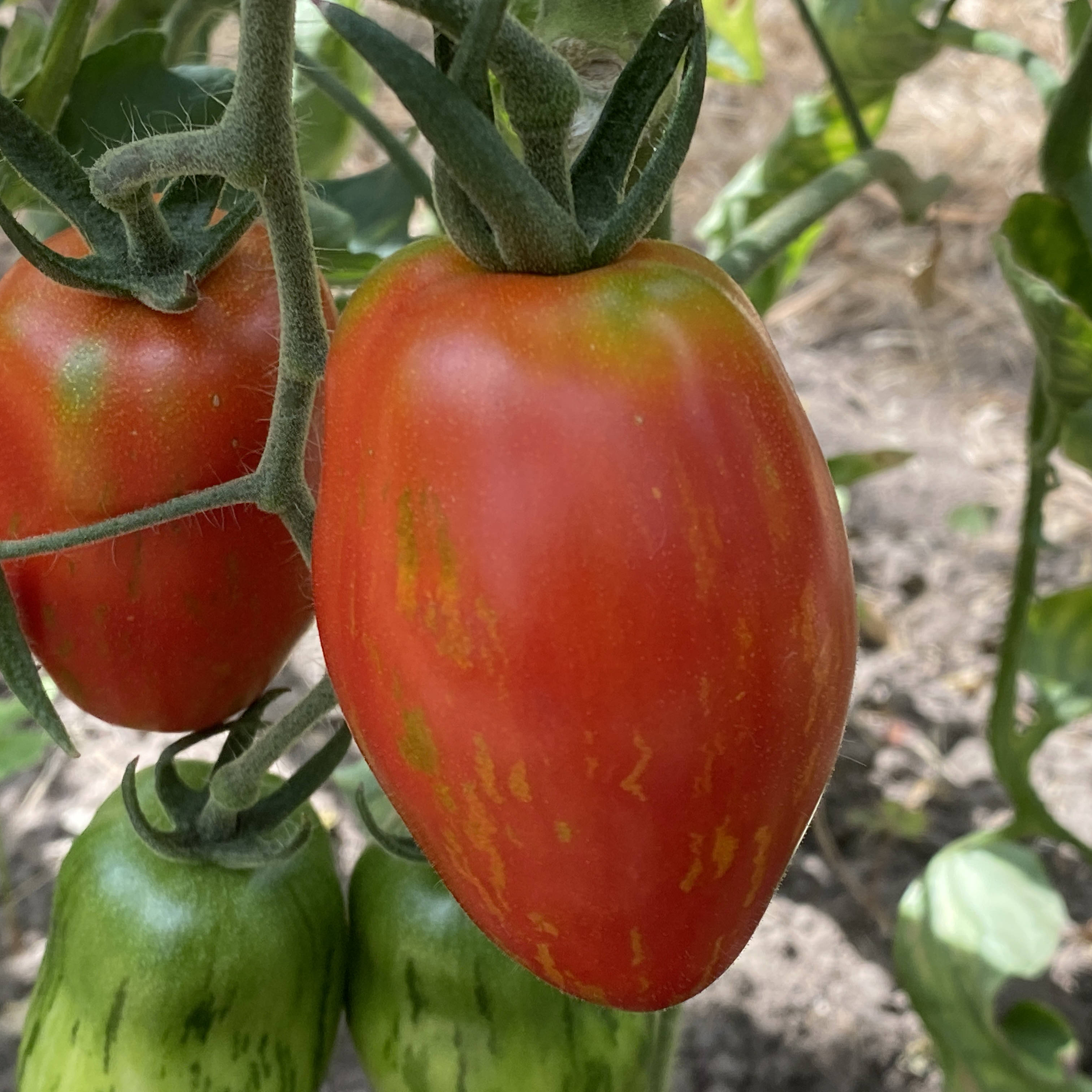 Tomatensaatgut Tonnelet