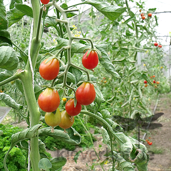 Roter Cherry Tomatenstrauch 