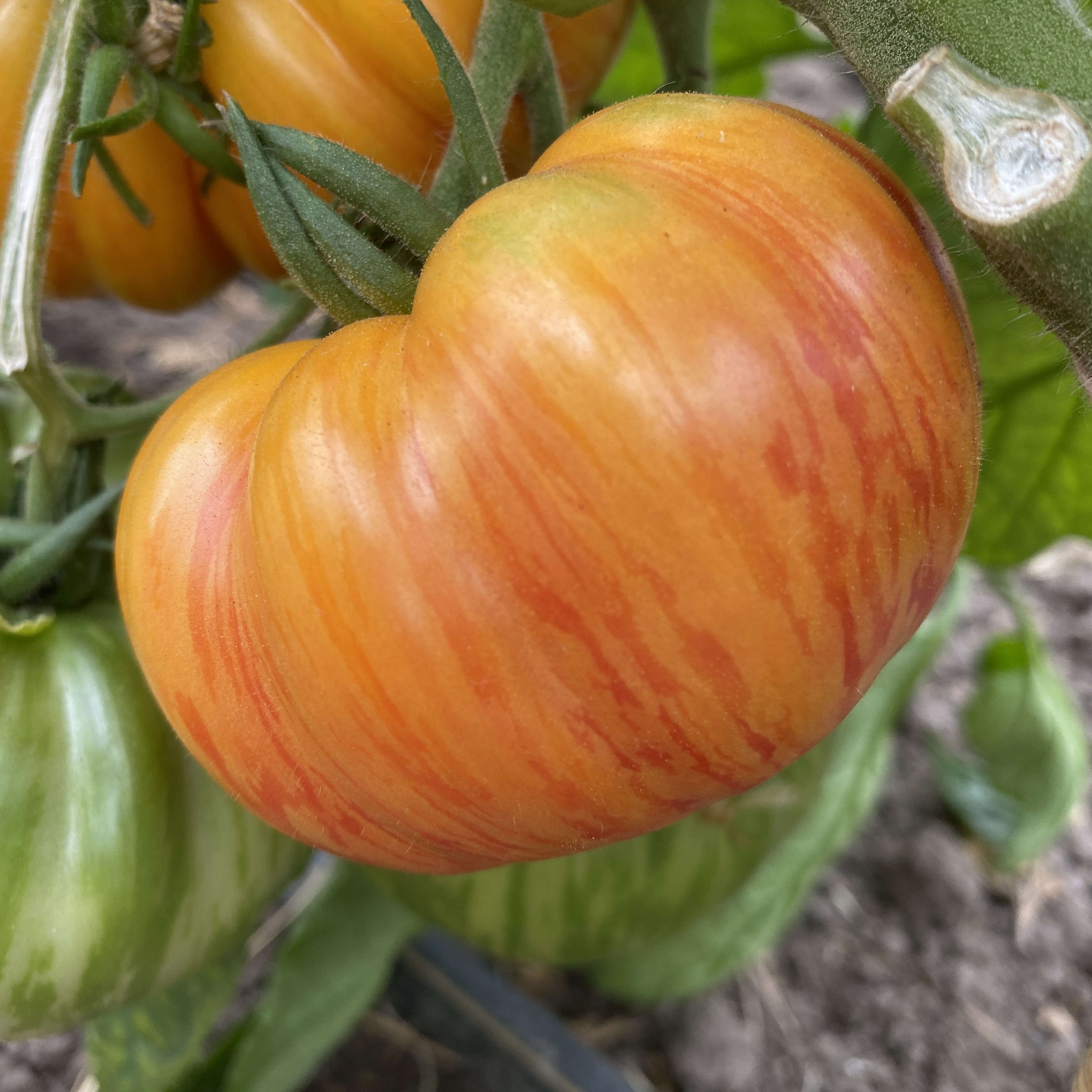 Tomatensaatgut Allegang Sunset