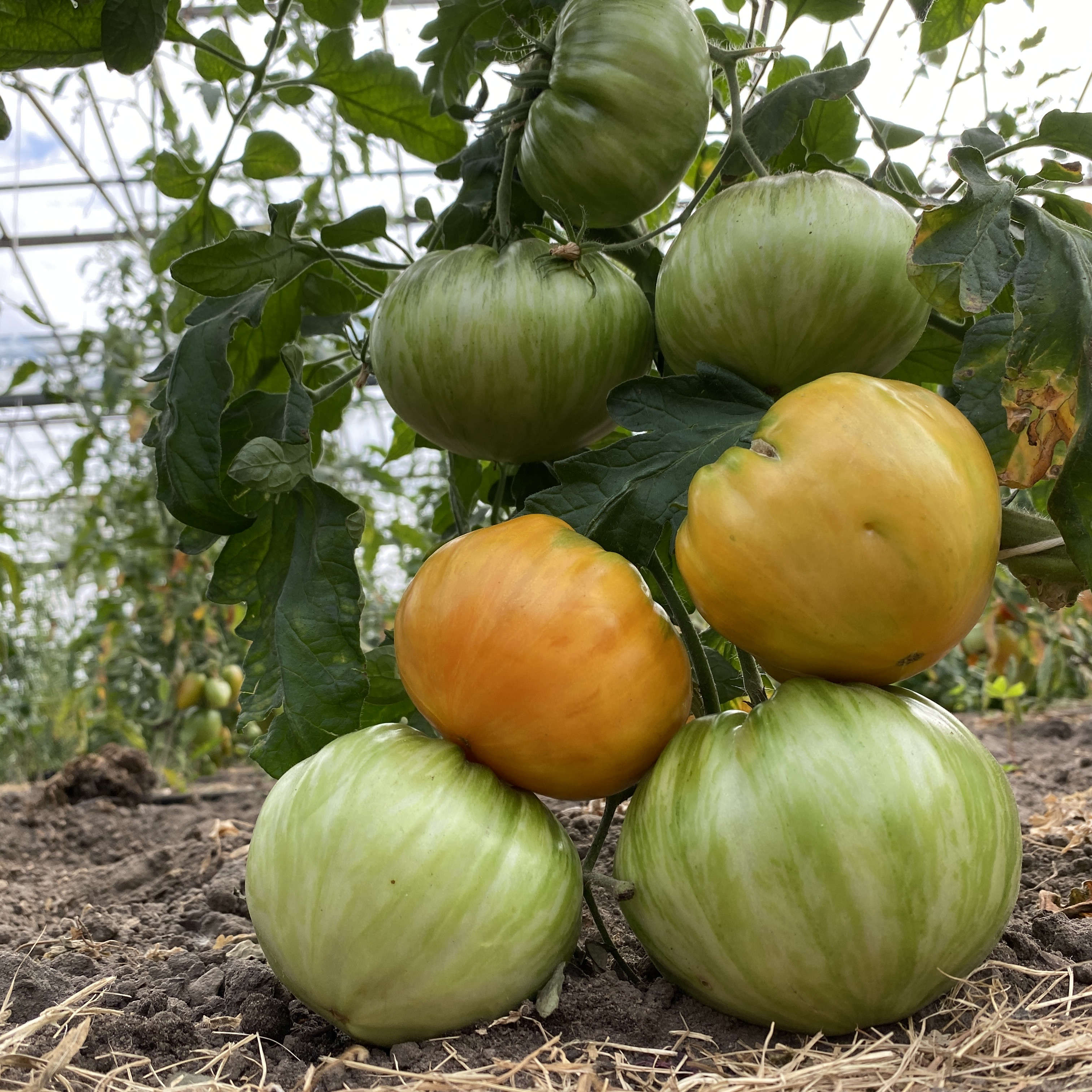 Tomatensaatgut Orange Jazz