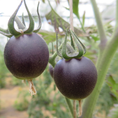 Rot/Blaue Tomatenrarität mit Geschmack