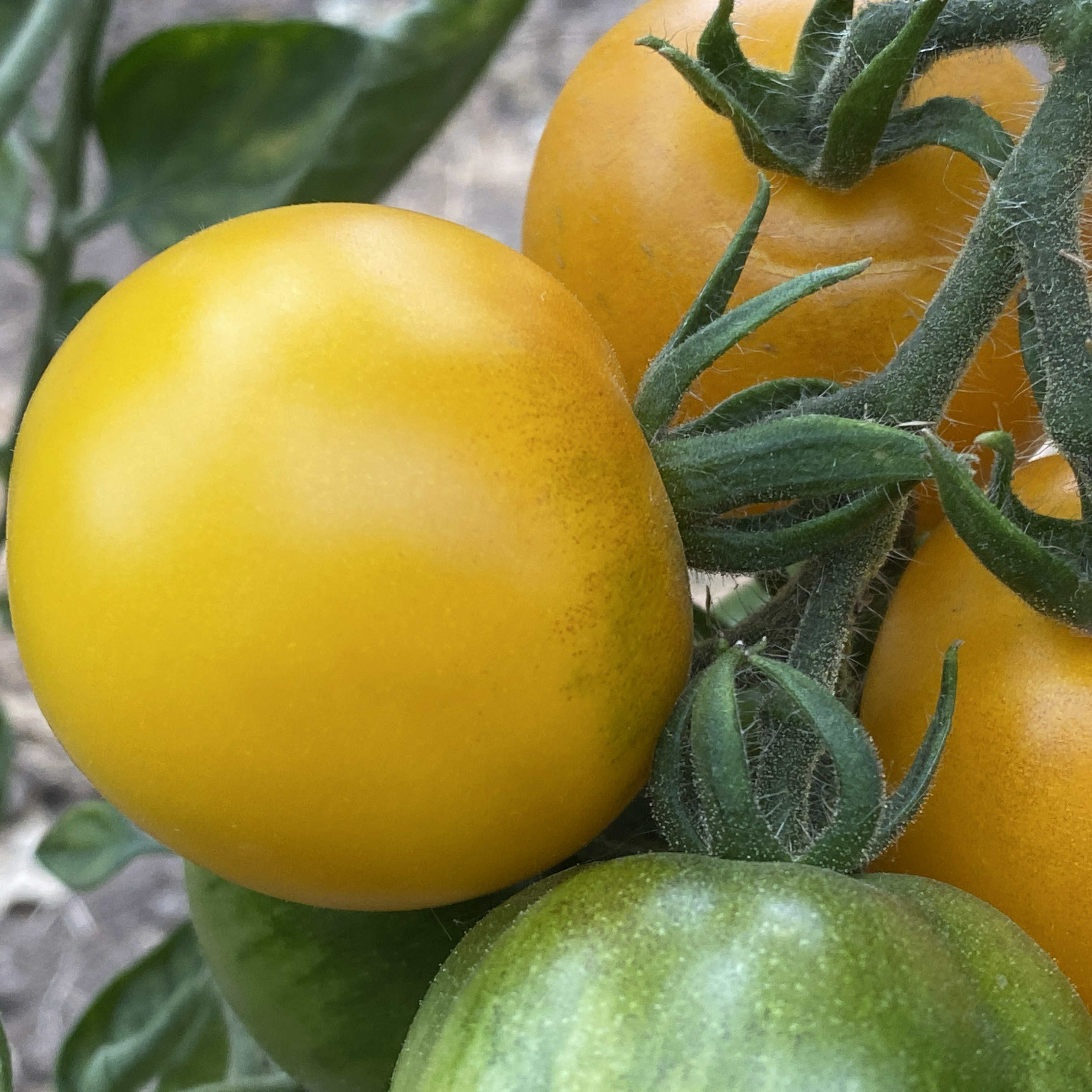 Tomatensaatgut Blondköpfchen