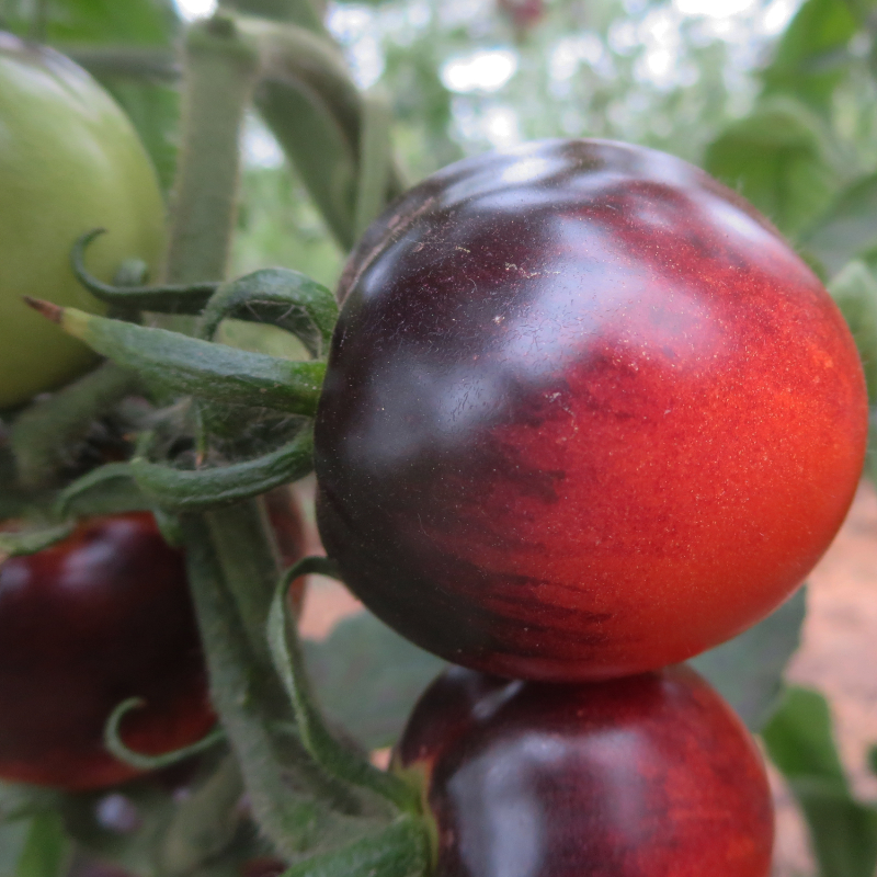 Blaue und Rote Tomatenrarität mit Prachtvollem Geschmack
