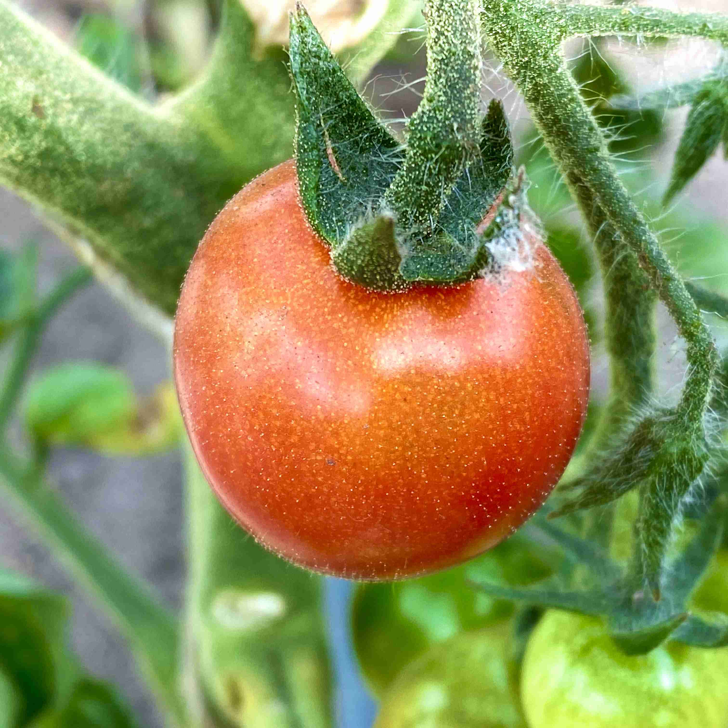 Tomatensaatgut Blue Tears