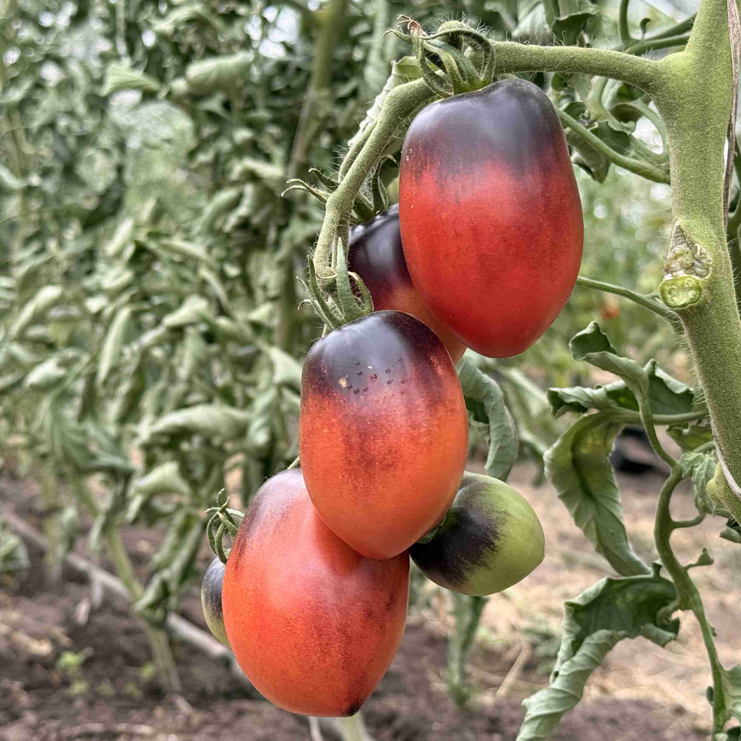 Tomatensaatgut Pascal de Picardie