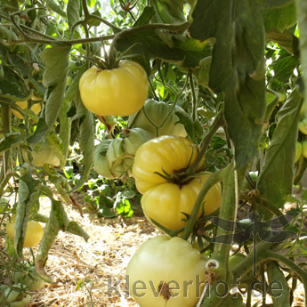 Weiße und Gelbe Tomatenfrucht mit echtem Geschmack