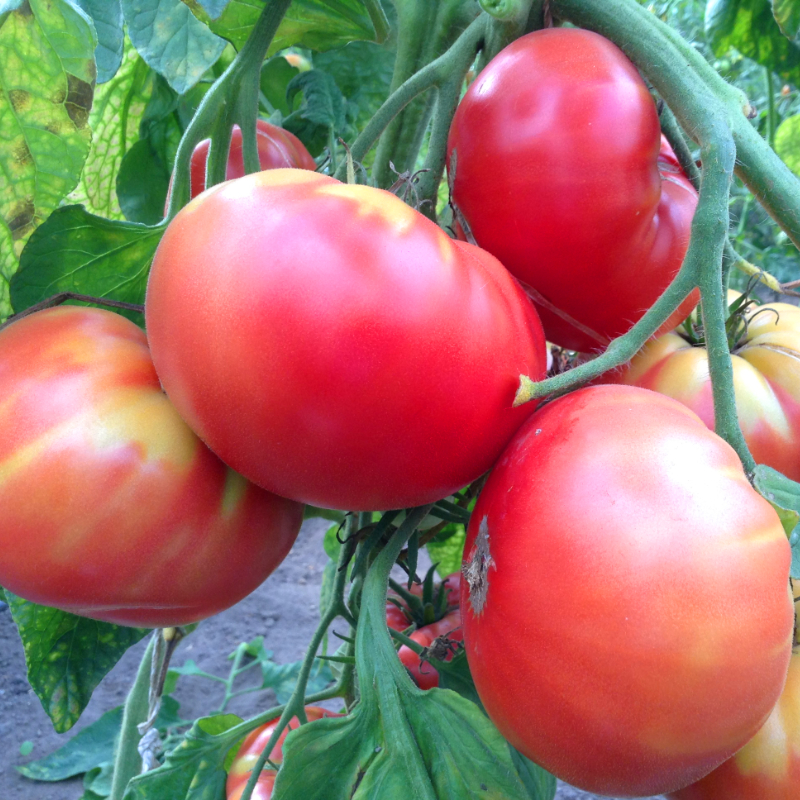 Rote Prachtvolle Bio Tomatenfrüchte 