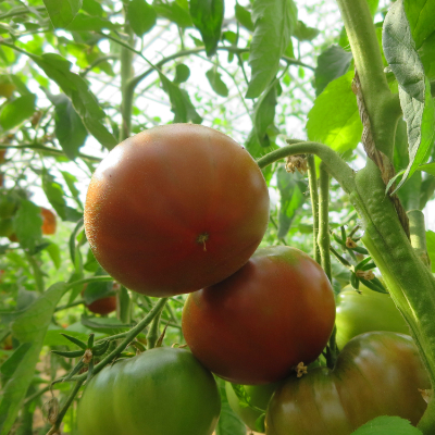 Braune Prachvolle Tomatenvielfalt