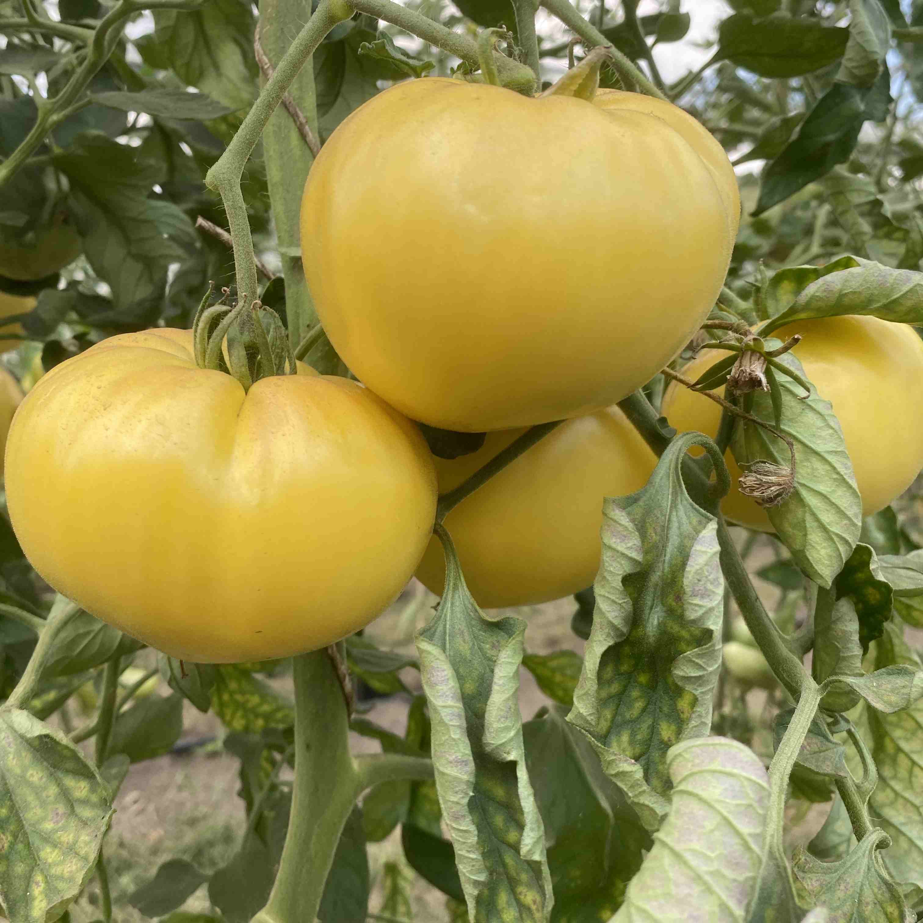 Tomatensaatgut Giant White Beefsteak