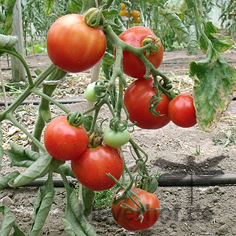 Orange und Rote Tomatenvielfalt
