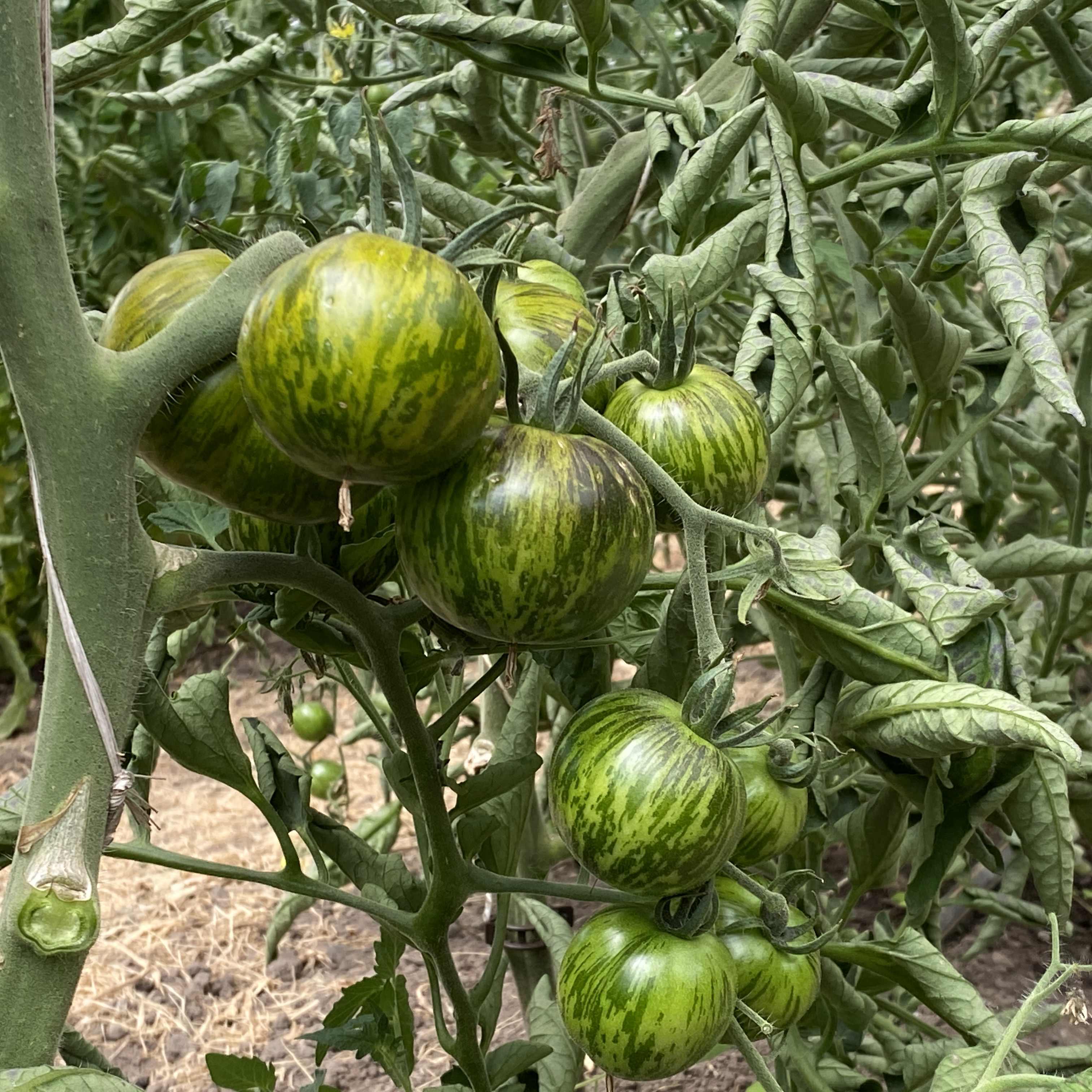 Tomatensaatgut Musk Zebra