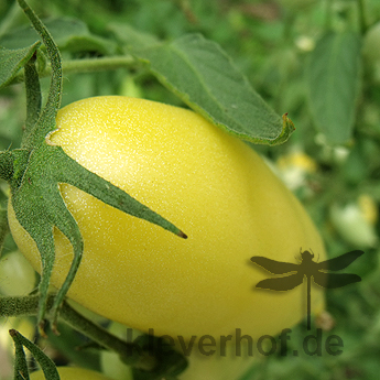 Gelb/Weiße Paradeiser