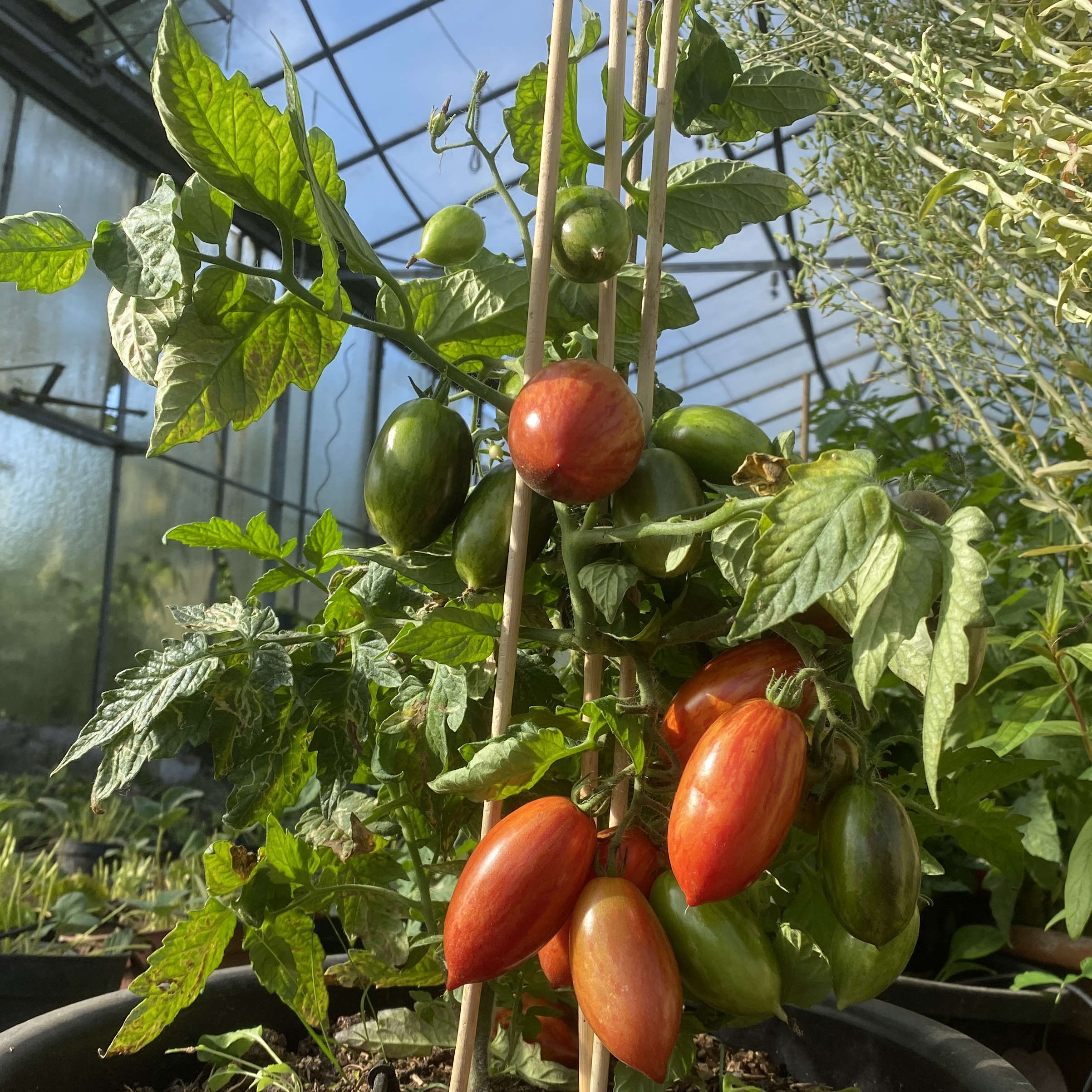 Tomatensaatgut E-Glut
