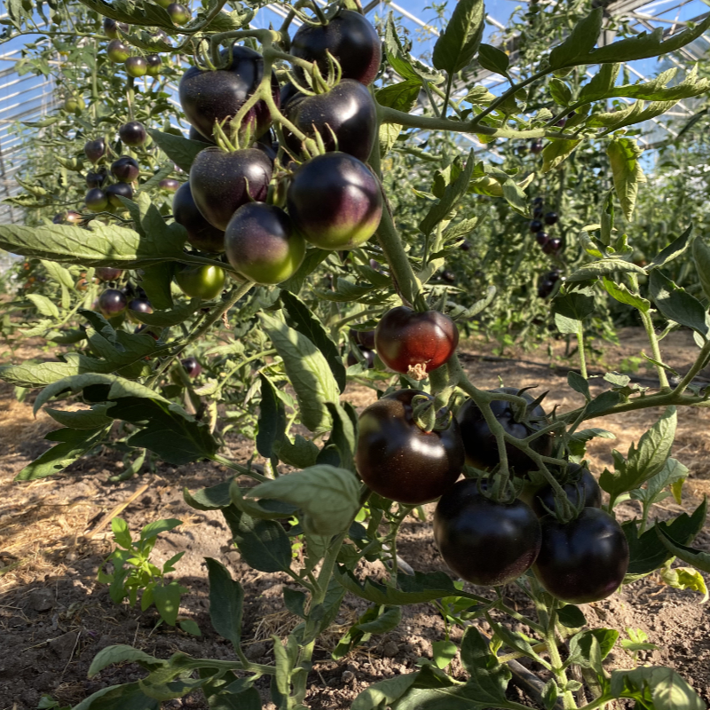 tomatenpflanze mit schwarzen Fruechten im Gewaechshaus