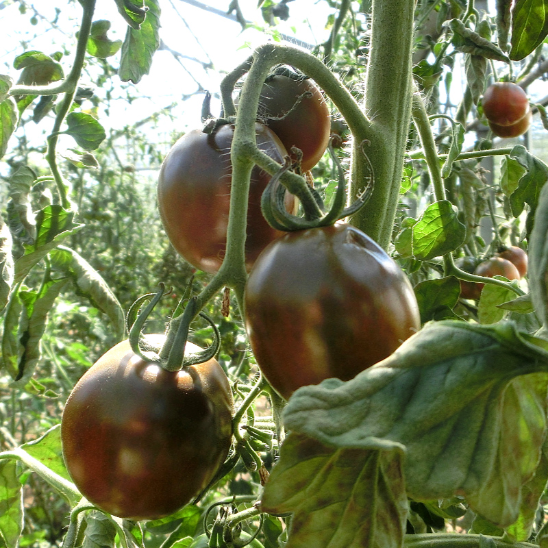 Vier ovale braune Tomatenfrüchte