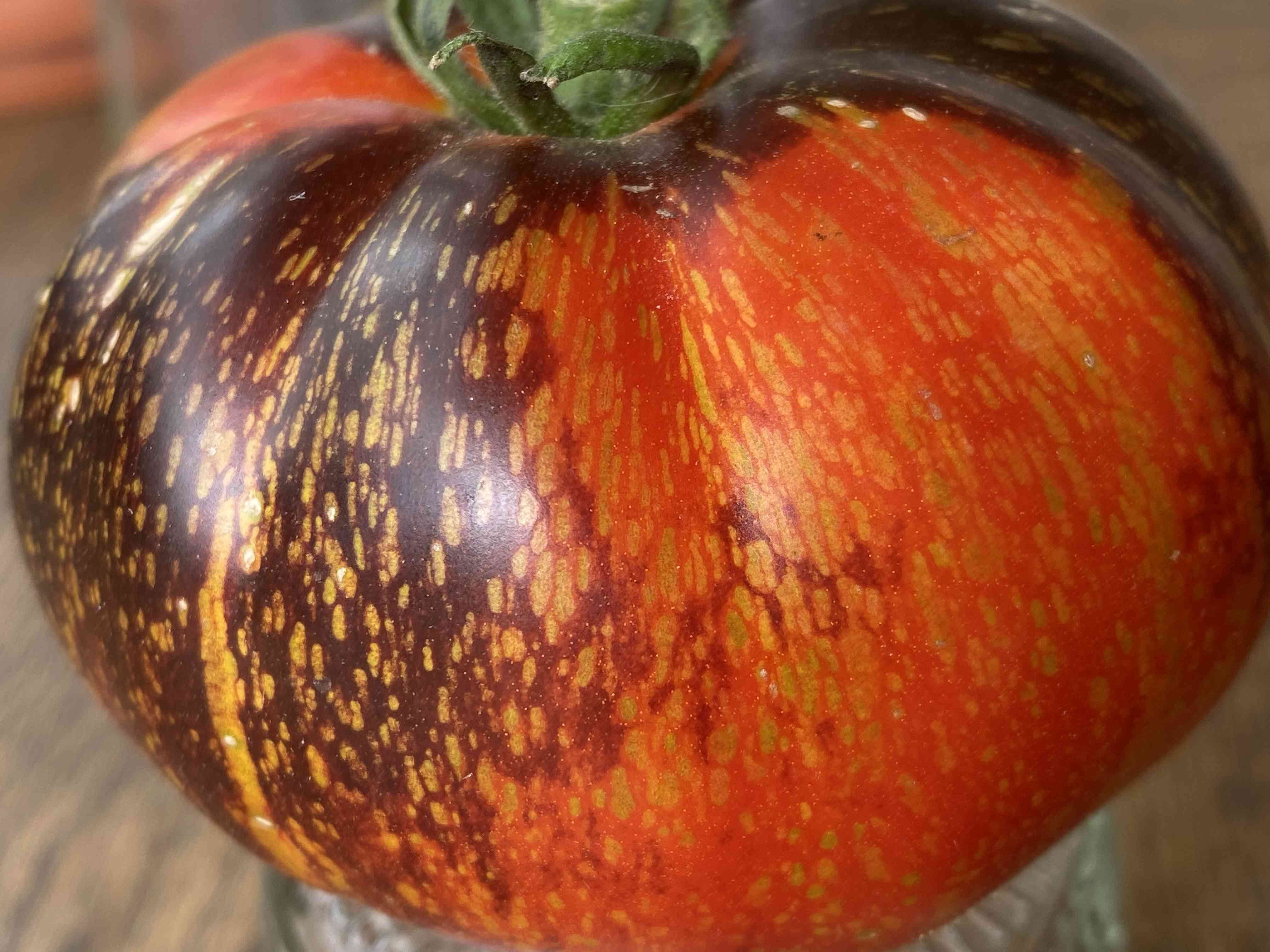 Tomatensaatgut Blue Fire 