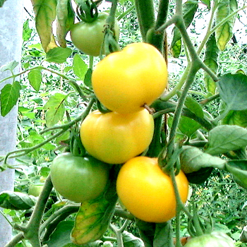 Gelbe Tomatenfrucht