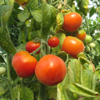 Rot und Oranger Liebesapfel 