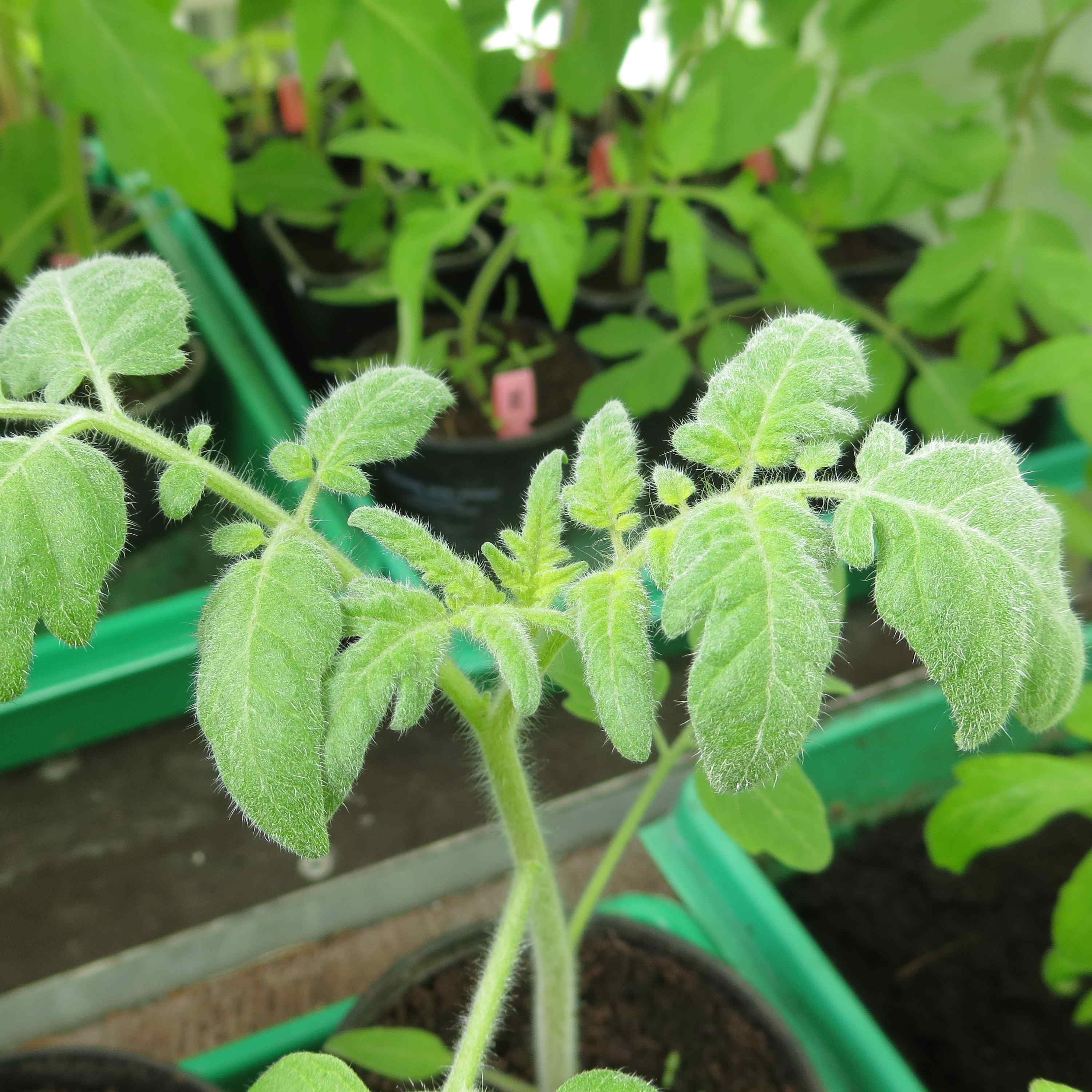 Tomatensaatgut Fuzzy Wuzzy