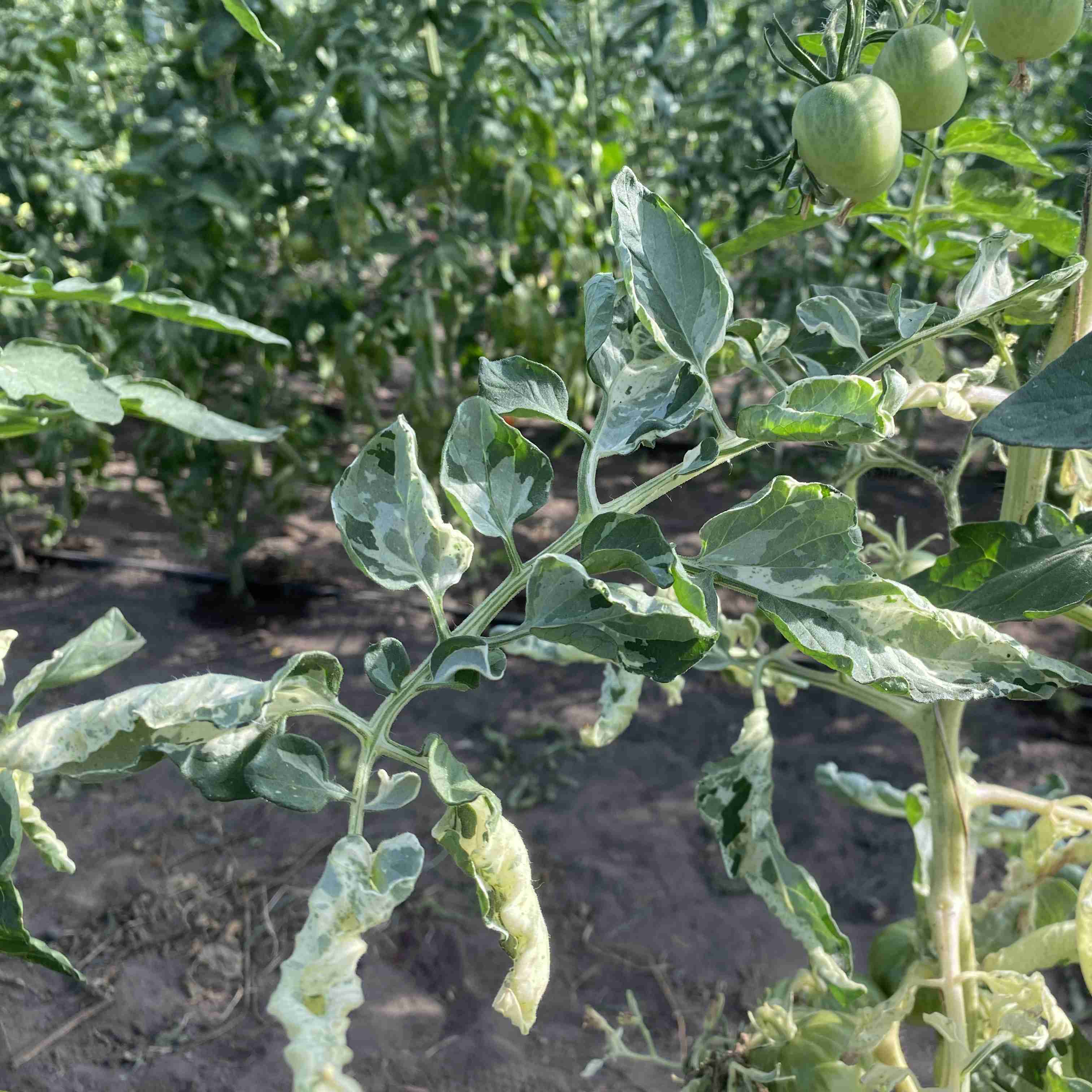 Tomatensaatgut Variegated