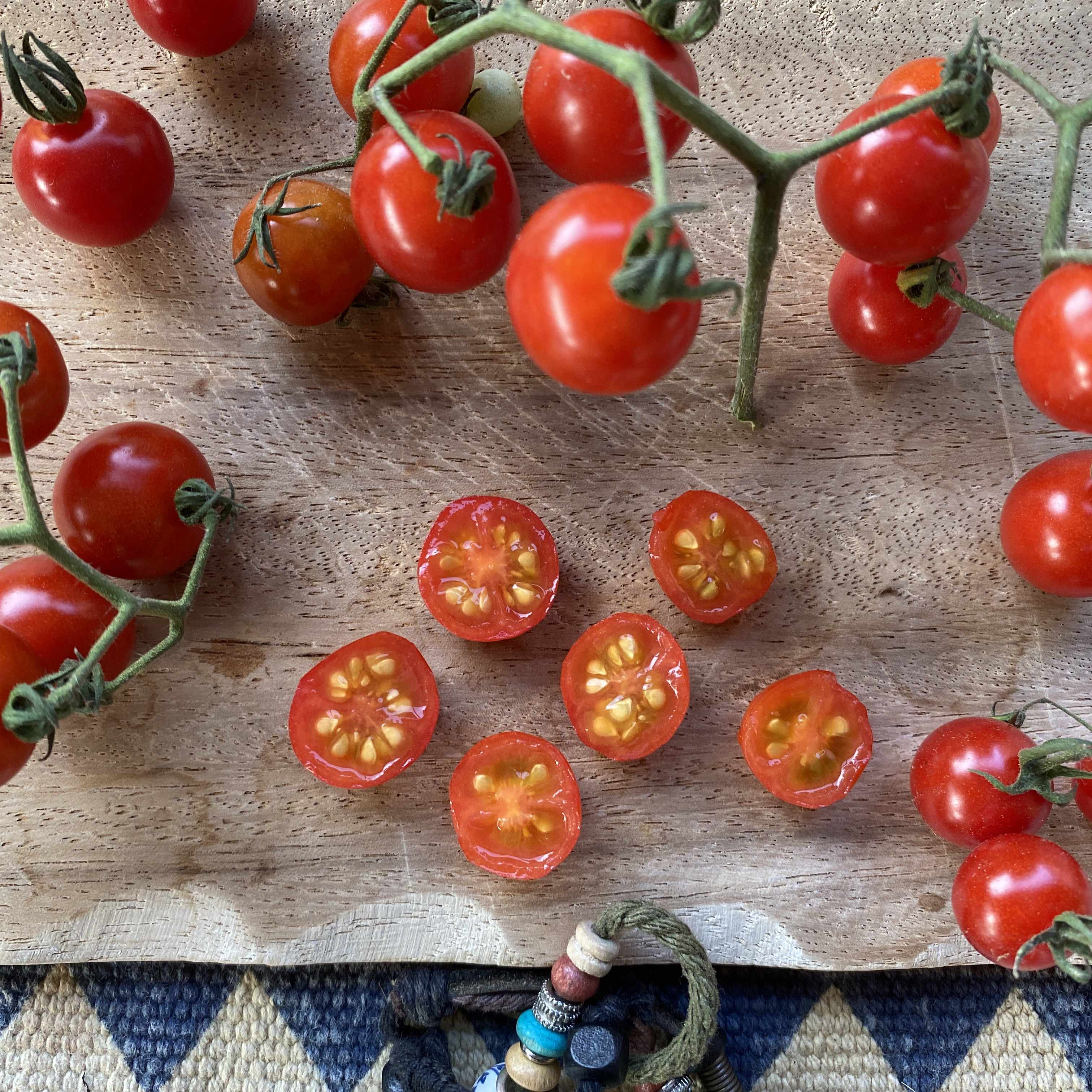 Tomatensaatgut Barbaniaka