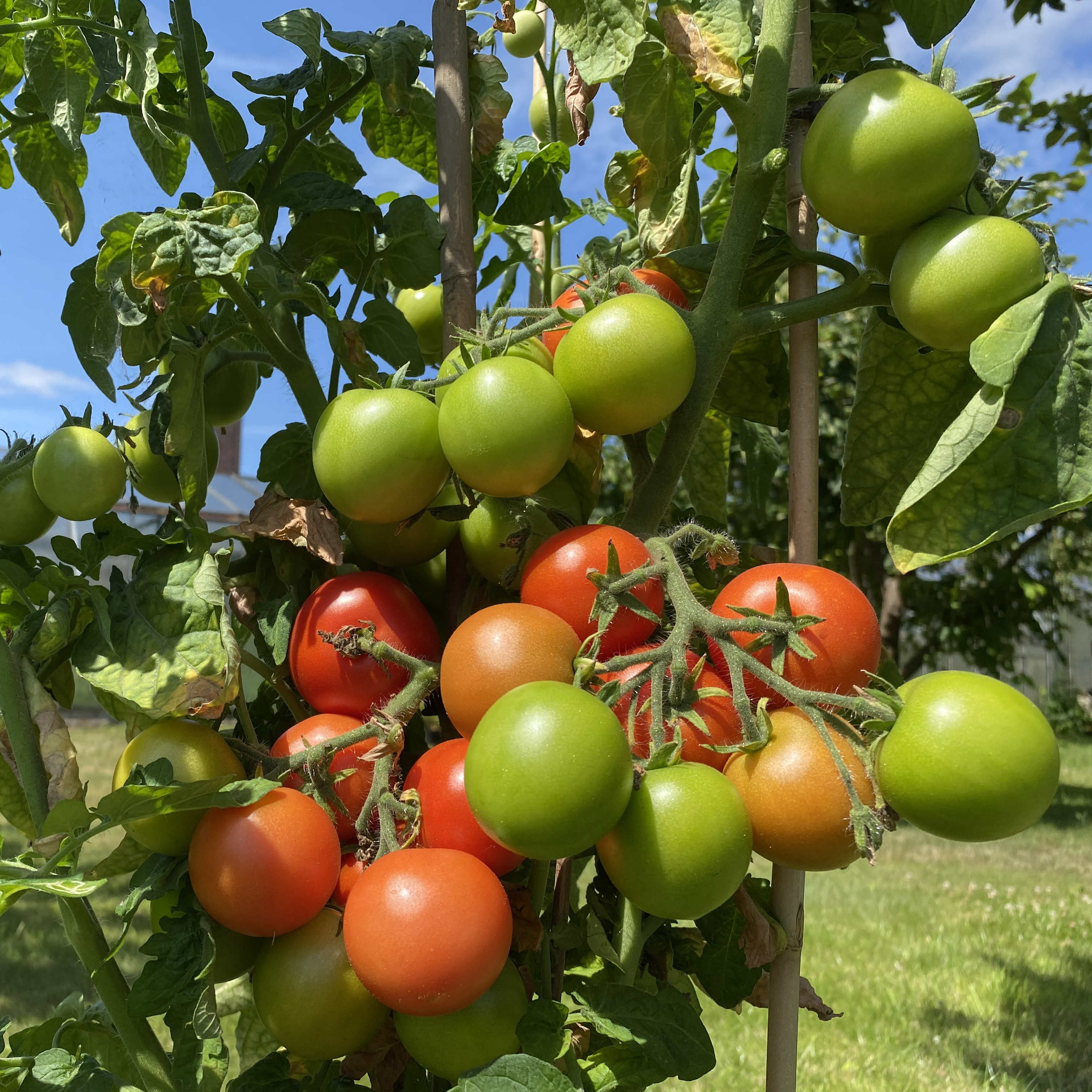 Tomatensaatgut Maja