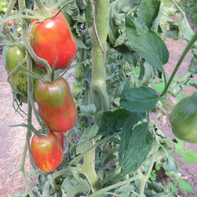 Tomatensaatgut Sweet Tooth