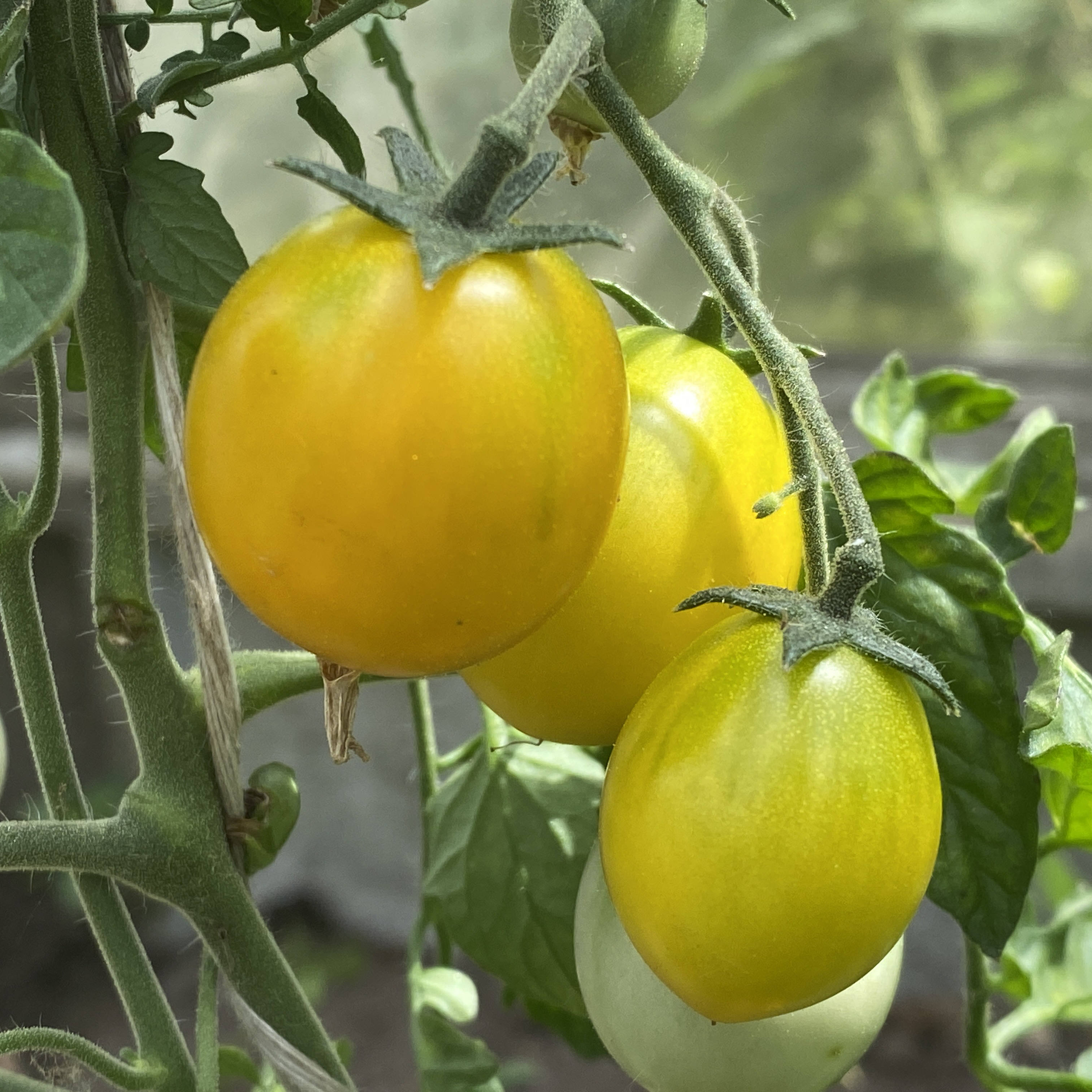 Tomatensaatgut Gold Nugget