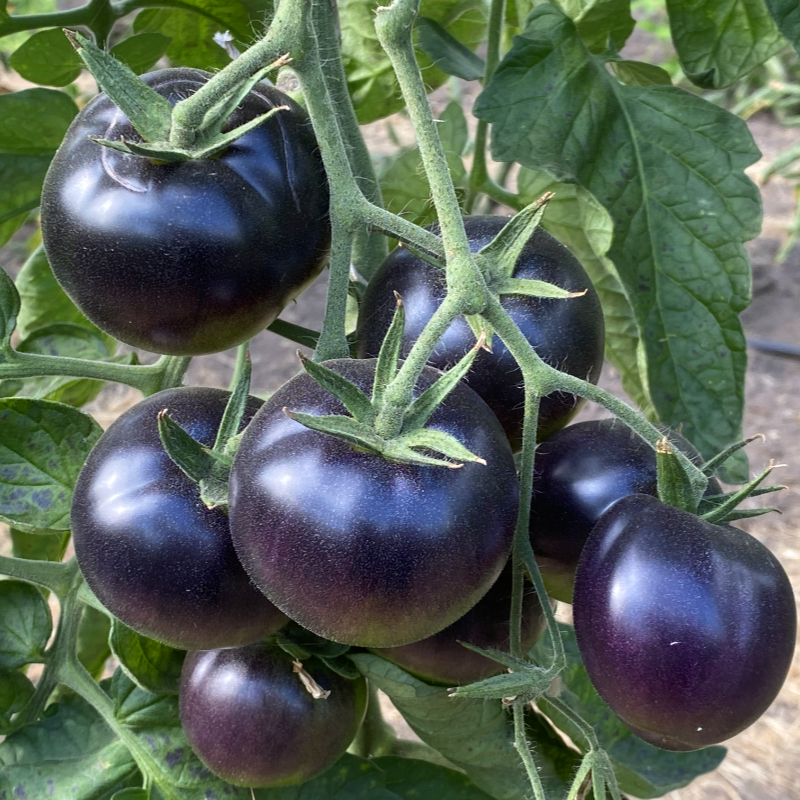 Grün und Blaue Wunderschöne Tomatenvielfalt