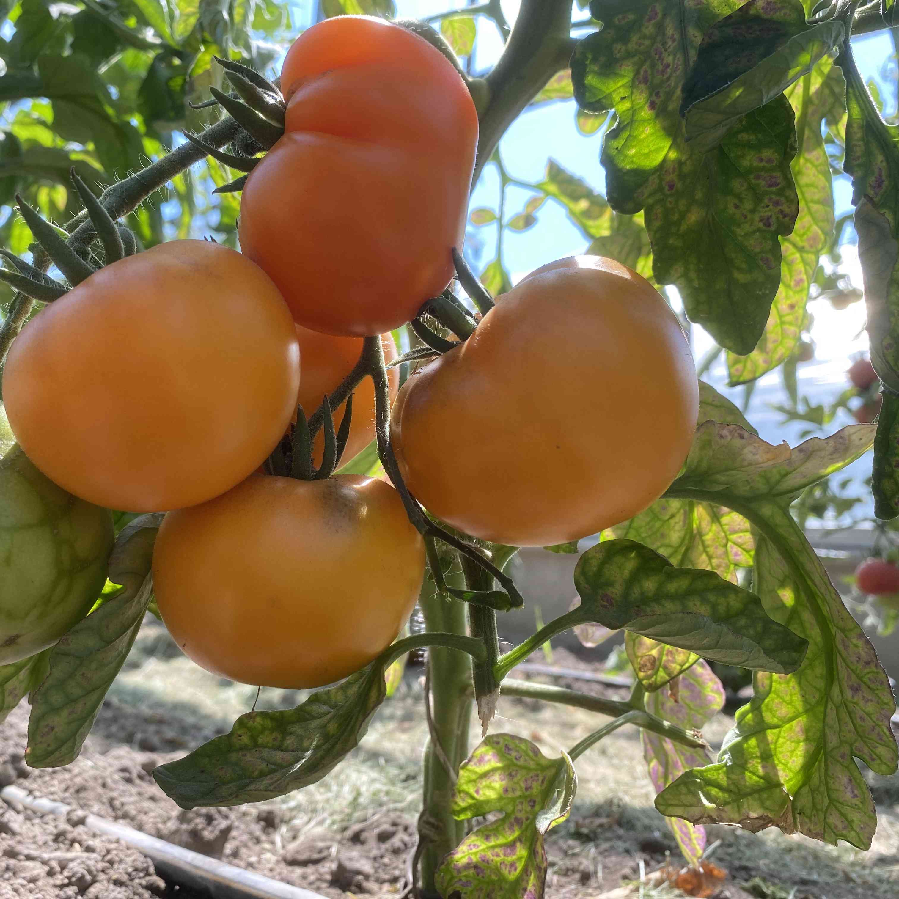 Tomatensaatgut Orange Fleshed Purple Smudge