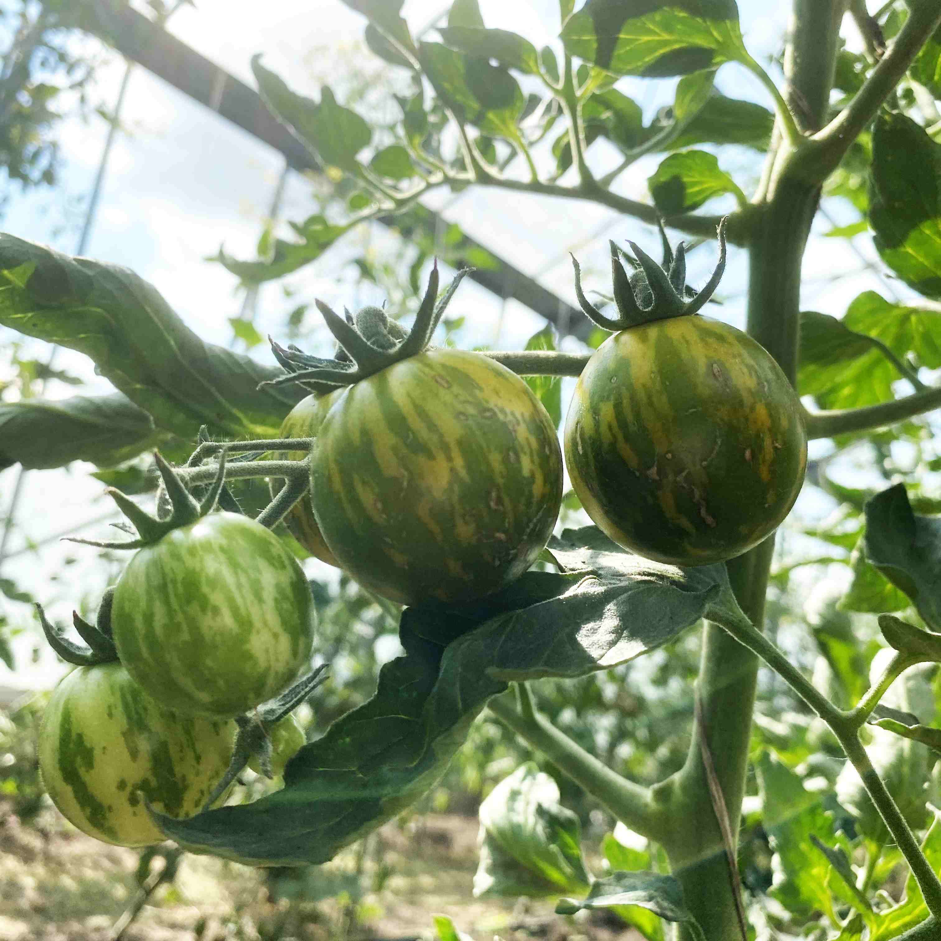 Tomatensaatgut Green Zebra Cherry