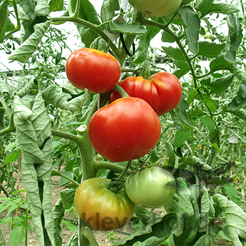 Rote Bio Tomatenfruch mit echtem Geschmack 