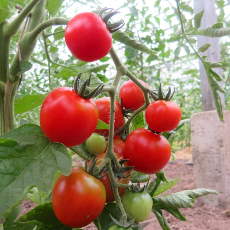 Rote Cherry Bio Tomatenfrüchte