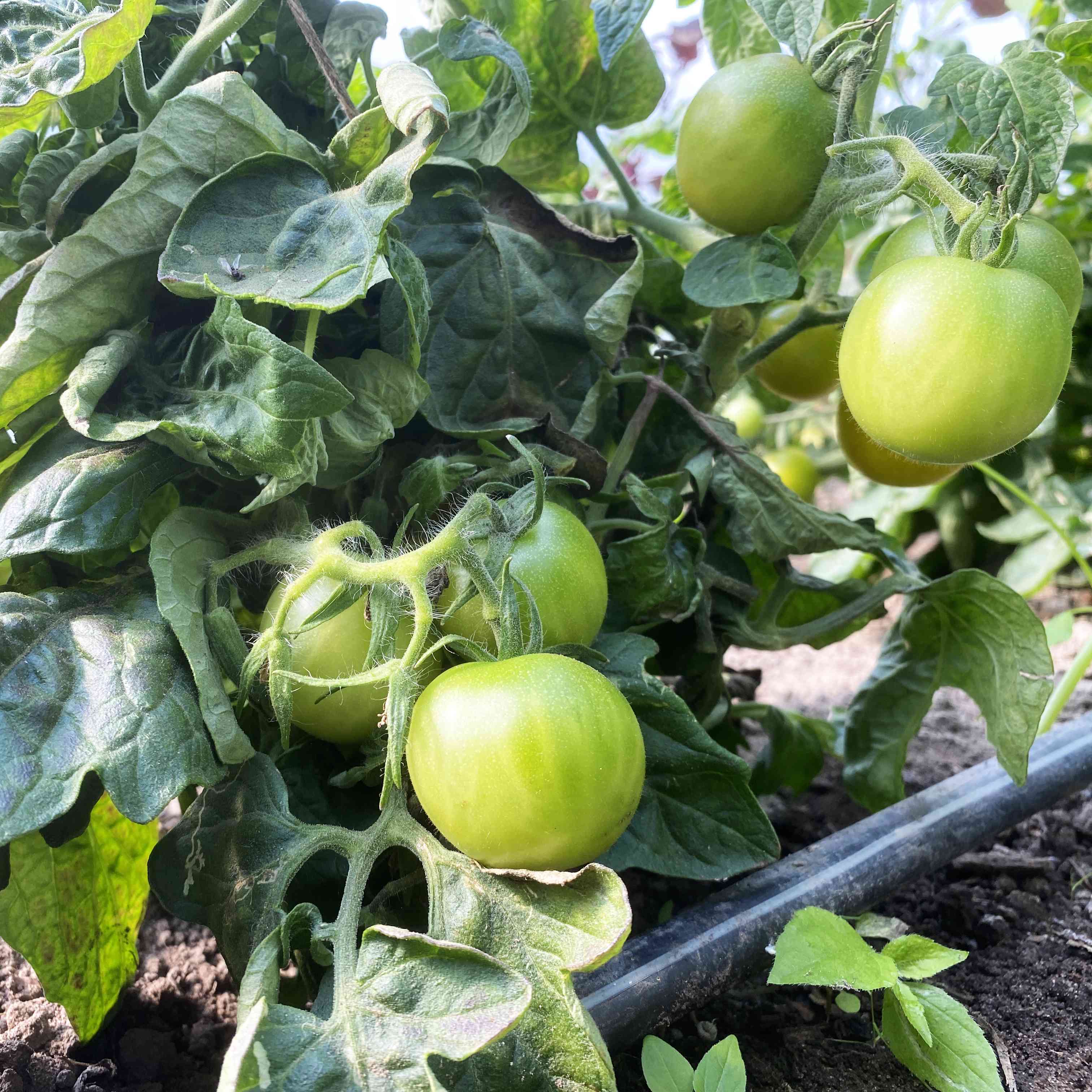Tomatensaatgut Fat Frog