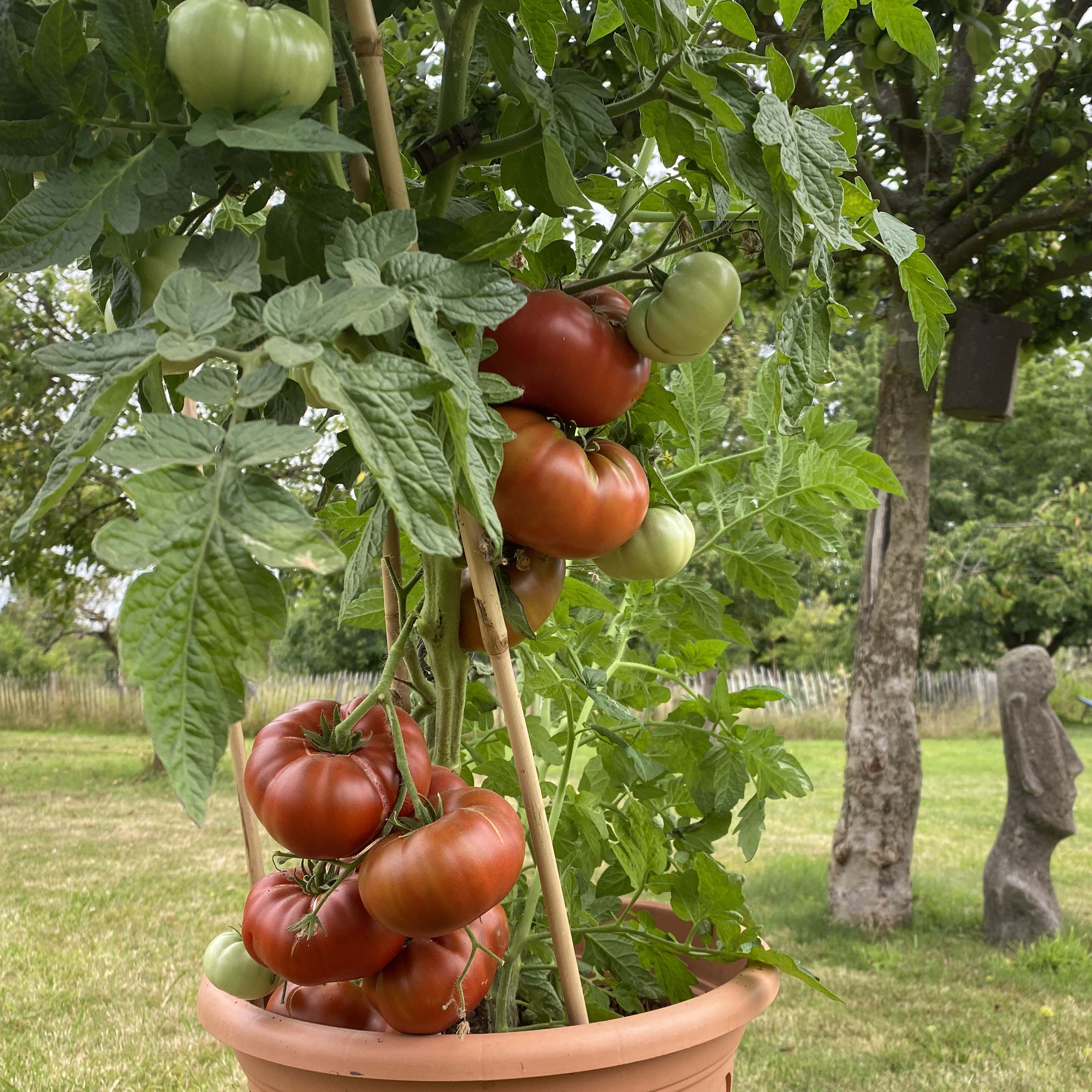 Tomatensaatgut Tasmanian Chocolate